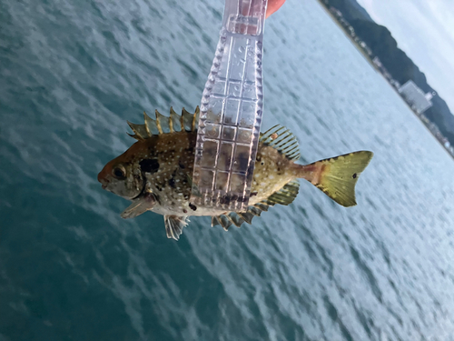 アイゴの釣果