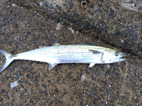 サゴシの釣果