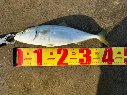 ツバスの釣果