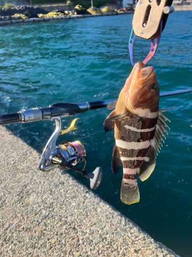 アオハタの釣果