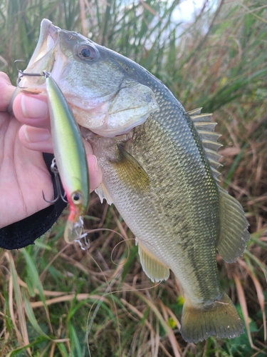 ラージマウスバスの釣果