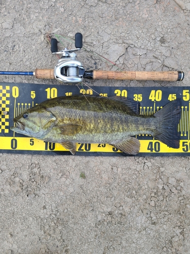 スモールマウスバスの釣果