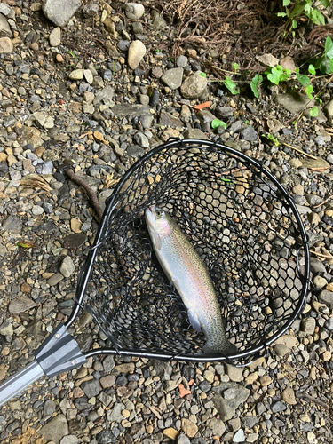 ニジマスの釣果