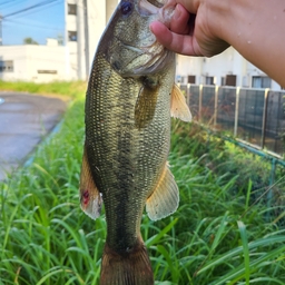 ブラックバス