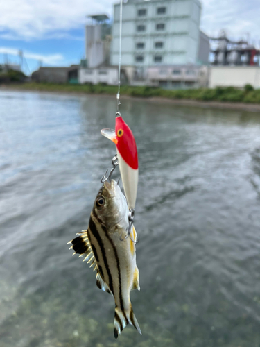 コトヒキの釣果