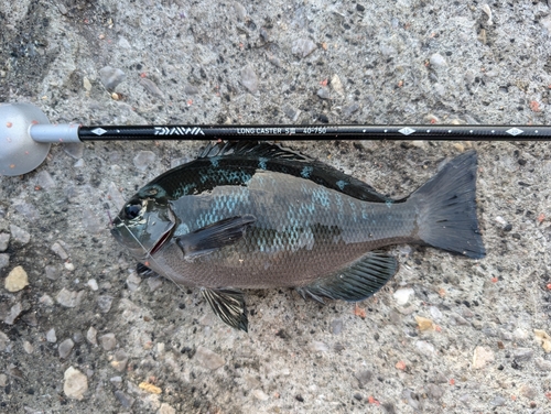 メジナの釣果