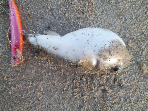 アナハゼの釣果