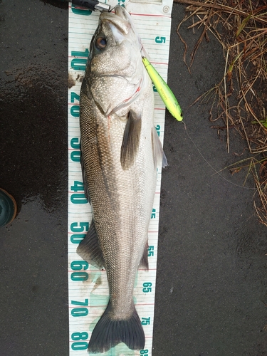 シーバスの釣果