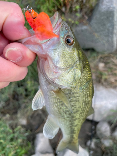 ブラックバスの釣果