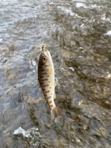 ヤマメの釣果