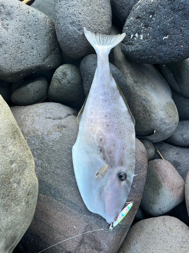 ウスバハギの釣果