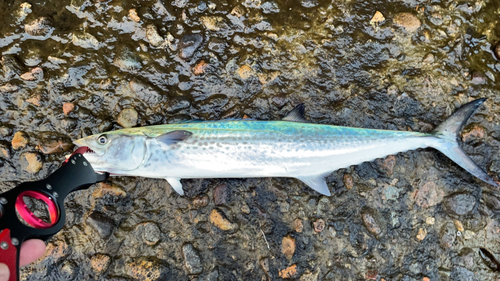 サゴシの釣果