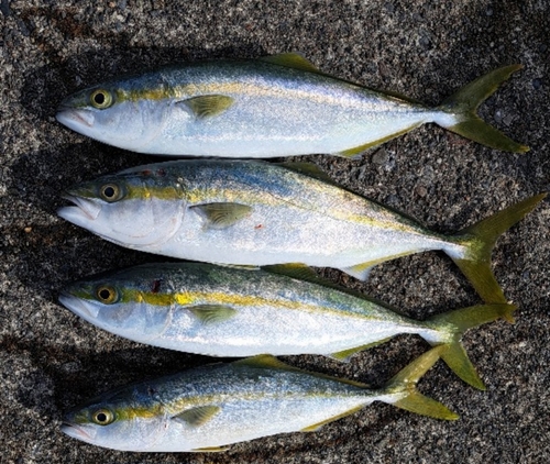 ツバスの釣果