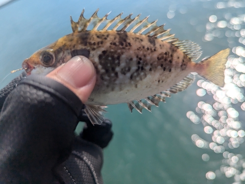 アイゴの釣果