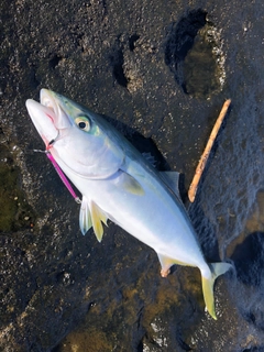 イナダの釣果