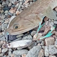 エソの釣果