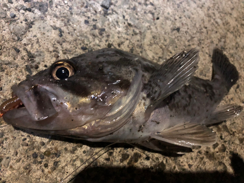 クロソイの釣果