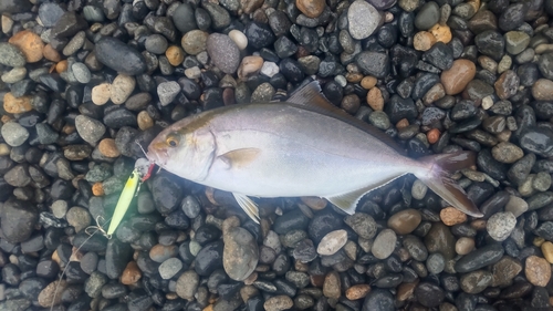 ショゴの釣果