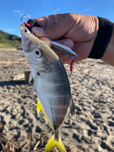 メッキの釣果