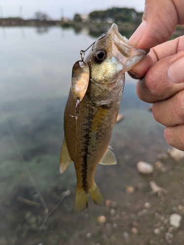 ラージマウスバスの釣果