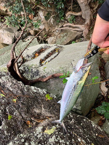 サゴシの釣果