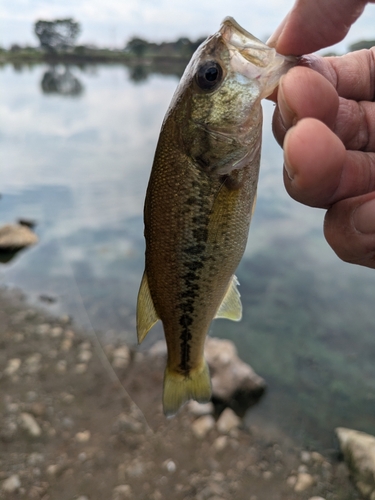 ラージマウスバスの釣果