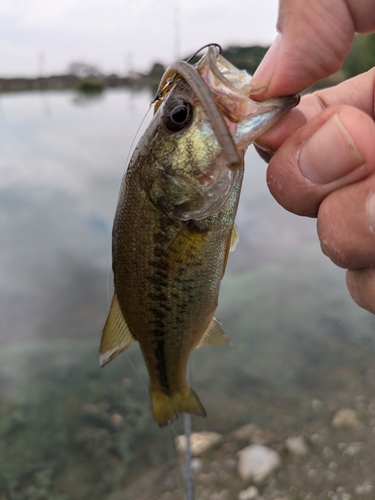 ラージマウスバスの釣果