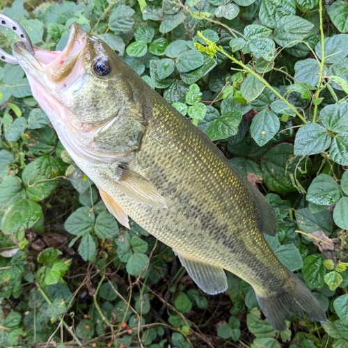 ラージマウスバスの釣果