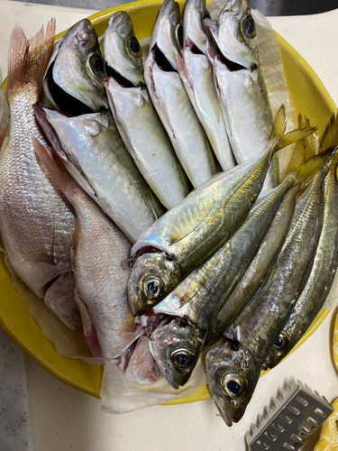 アジの釣果