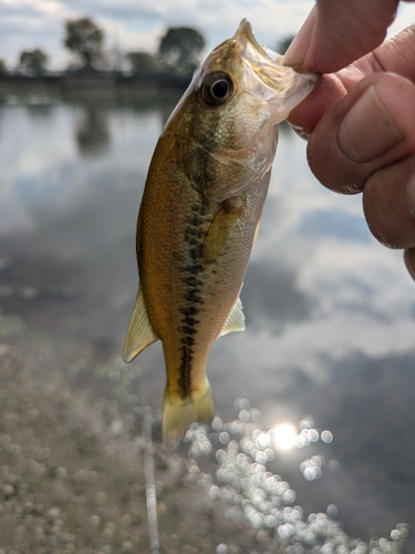 ラージマウスバスの釣果