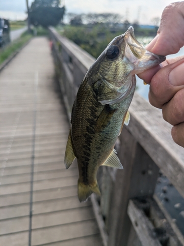 ラージマウスバスの釣果