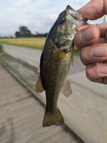 ラージマウスバスの釣果