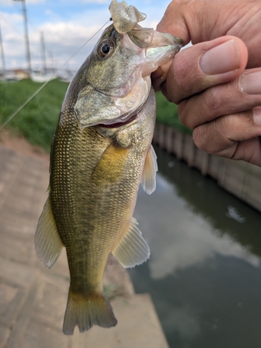 ラージマウスバスの釣果