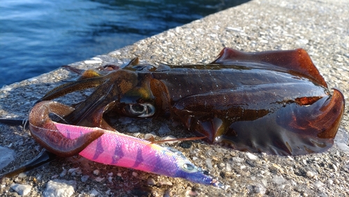 アオリイカの釣果