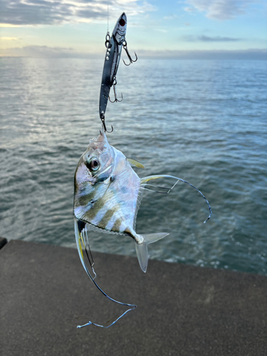 イトヒキアジの釣果