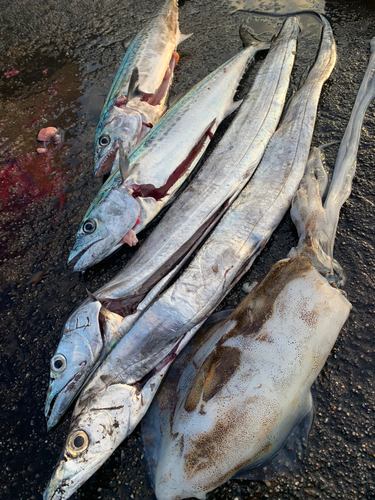 タチウオの釣果