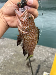 オオモンハタの釣果