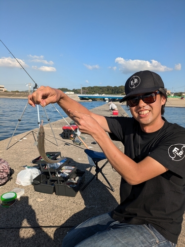 シロギスの釣果