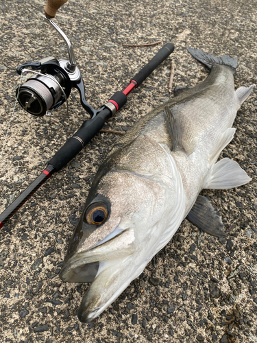 スズキの釣果