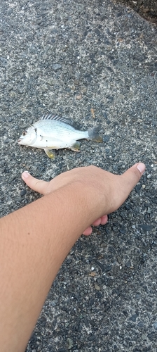 ヘダイの釣果