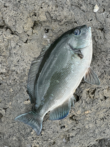 グレの釣果