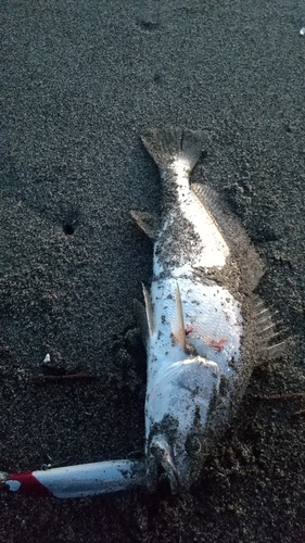 オオニベの釣果