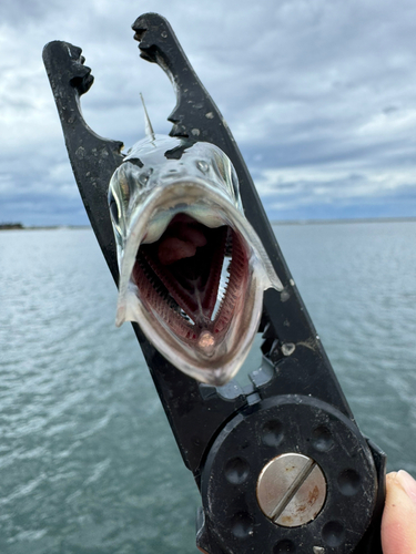 タイの釣果