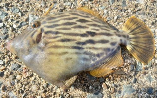 カワハギの釣果