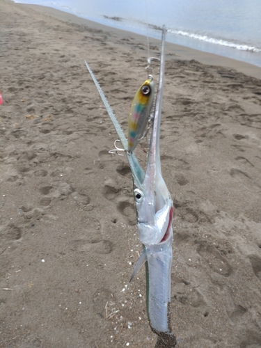 ダツの釣果