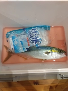 ヤズの釣果