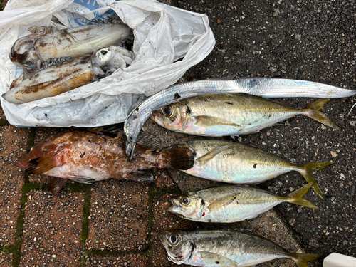 アジの釣果