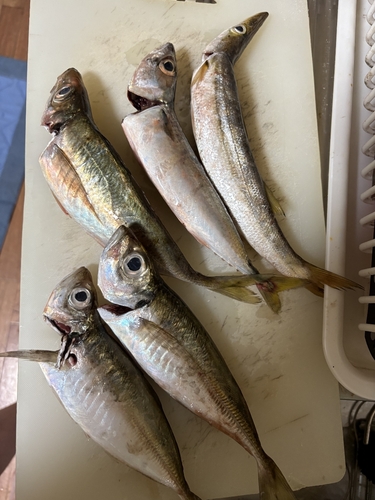 カマスの釣果