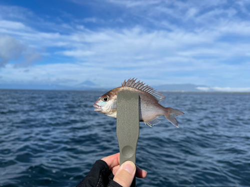 チャリコの釣果