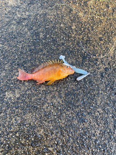 オキゴンベの釣果